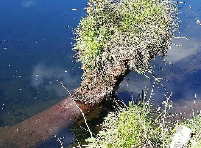 The Black Sheep Bed & Breakfast *